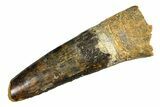 Fossil Spinosaurus Tooth - Real Dinosaur Tooth #286026-1